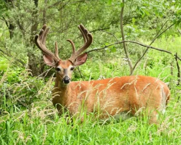 New deer rules: simple goals, more complexity